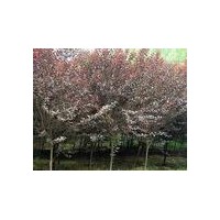 供應紫葉李 紅葉李價格4-5公分