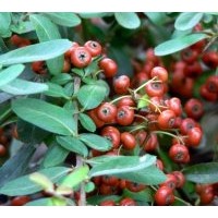 供應(yīng)桂花，國槐，意楊,櫻花，紅葉小檗，金葉女貞，大量