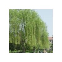 供應(yīng)山東國(guó)槐 垂柳 法桐等綠化苗木