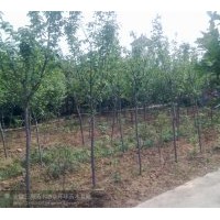 供應紅楓 櫻花 三角楓 各種規(guī)格