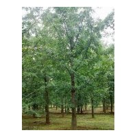 供應(yīng)邳州銀杏樹價(jià)格，如皋銀杏，江蘇銀杏樹