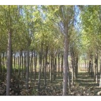供應黃柳、金絲垂柳、河北金絲垂柳