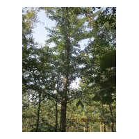 供應(yīng)20-25公分銀杏樹