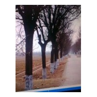 供應(yīng)8-30公分國槐、國槐價格