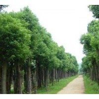 湖南益陽(yáng)移栽香樟樹(shù)供應(yīng)