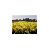 三分枝金葉女貞，紅葉小檗，蜀儈急售