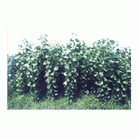 速生楊類：沙蘭楊，3016，荷蘭64，108，中綏12，哲林4，小美旱