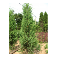 供應(yīng)側(cè)柏80-120 CM