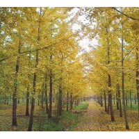 達(dá)豐銀杏最新秋冬季銀杏樹(shù)價(jià)格