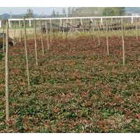 供應(yīng)桂花及紅葉石楠