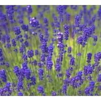 供應(yīng)薰衣草