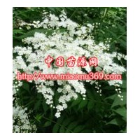 綠化苗木珍珠梅苗木采購|陜西苗木行情