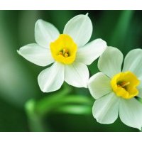 水仙花盆景，水仙花頭批發(fā)，零售