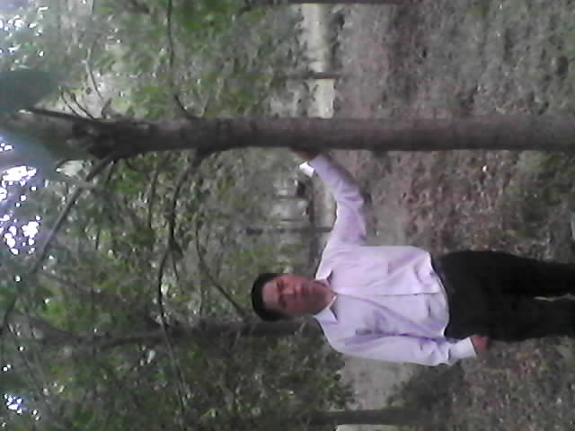 低價(jià)出售1——80公分銀杏樹。桂花、紫薇、皂角、石榴、香樟