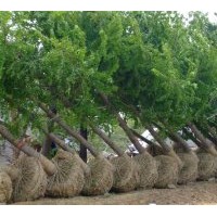 超低價(jià)供應(yīng)銀杏實(shí)生樹(shù)，銀杏嫁接樹(shù)，5-60公分銀杏實(shí)生樹(shù)及銀杏嫁