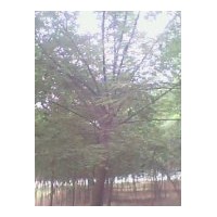 供應國槐 法桐 白蠟