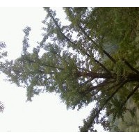 出售40-70直徑截枝銀杏樹