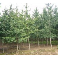 基地常年大量供應(yīng)各種規(guī)格優(yōu)質(zhì)銀杏樹!