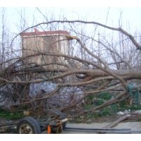 米勁45公分實(shí)生銀杏出售