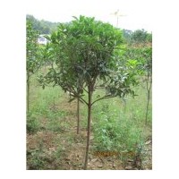 供應各種2-30丹桂、八月桂、月月桂