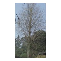 供應(yīng)48-60銀杏