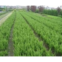 基地批發(fā)蜀檜.塔柏.爬地柏.北京檜.灑金柏.龍柏.