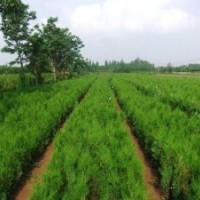 供應(yīng)側(cè)柏（營(yíng)養(yǎng)缽.營(yíng)養(yǎng)袋.土球.羅根）苗