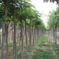 大國(guó)槐價(jià)格小國(guó)槐報(bào)價(jià)10公分12公分