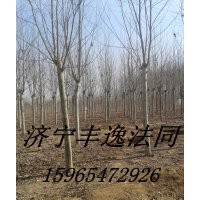 法桐、國槐、白蠟、北南欒樹