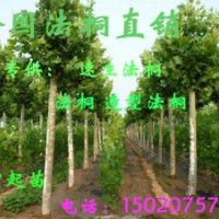 各種規(guī)格法桐白蠟國槐，質(zhì)量保證價格低