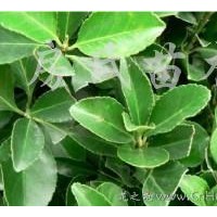 供應(yīng)黃楊球、冬青球、瓜子黃楊球、金葉女貞、龍柏、灑金柏