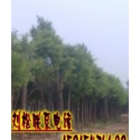 優(yōu)質(zhì)國槐/價格報價