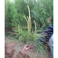 特供油松 側(cè)柏