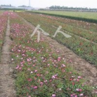 供應(yīng)農(nóng)戶自種月季