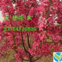 供應西府海棠、冬紅海棠、垂絲海棠、紅寶石海棠、北美海棠鞥綠化
