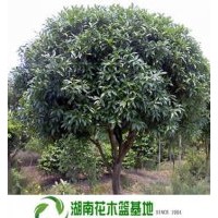 8公分八月桂,八月桂價格,湖南八月桂