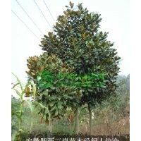 供應(yīng)廣玉蘭-白玉蘭-紫玉蘭-黃玉蘭-二喬玉蘭各種規(guī)格