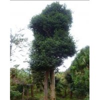 占地無刺枸骨大樹急賣