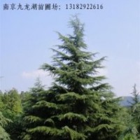供應(yīng)雪松。紅葉石楠。廣玉蘭。馬褂木。欒樹