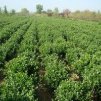 山東煙臺供應(yīng)大葉黃楊