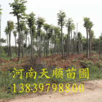 欒樹，黃山欒樹，欒樹價格，欒樹基地，潢川欒樹價格，河南欒樹，