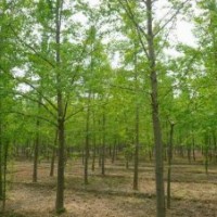 供應(yīng)銀杏樹