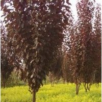 綠化苗木:大葉女貞，金葉女貞，大小葉黃楊，衛(wèi)矛，紫薇，紅葉李