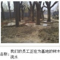 低價(jià)供應(yīng)國槐 法桐苗木 皂角 合歡