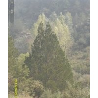 大量出售各種規(guī)格的油松，白皮松，速生楊，漳河柳，茶條槭，蒙古