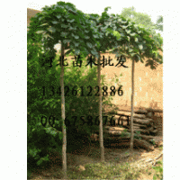 苗木 苗木批發(fā) 苗木價格 苗木基地 苗木圖片 苗木種植 大量出售苗