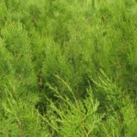 供應(yīng)黑松苗 黑松小苗 黑松苗木