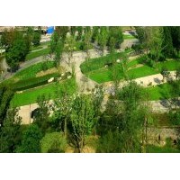 浙江奉化康生綠化工程苗木基地草坪、紅梅、綠梅、銀杏、冬青、棕