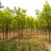金葉榆 速生柳 火炬樹 苗木花卉