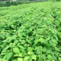 大量供應(yīng)檫樹苗